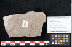 Foto (Objekt + Etikett) von Cystoseira communis Unger (NHMW-GEO-2024-0188-6637)
